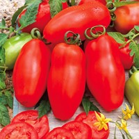 Tomate San Marzano - Tomate Italienne