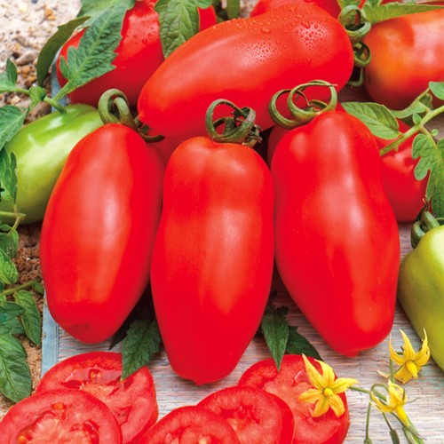 Tomate San Marzano - Tomate Italienne