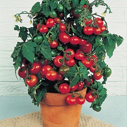 Tomate cerie Minibel (pour pot)