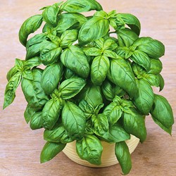 Basilic Grand vert - Ocinum