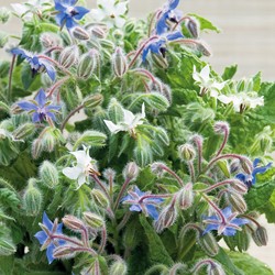 Komkommerkruid Borage Blauw en wit - Borago officinalis