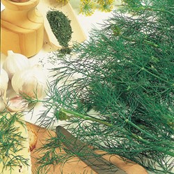 Aneth Bouquet
