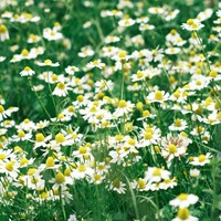 Camomille Allemande - Matricaria chamomilla EKO