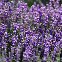 Lavande Vraie, violet bleu, Verani EKO