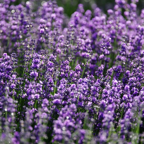 Lavande Vraie, violet bleu, Verani EKO