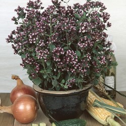 Marjolaine Oregano (Origanum Vulgaris) EKO
