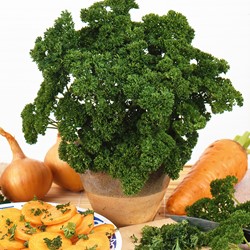 Curled Parsley Moskrul 2 – Petroselinum crispum