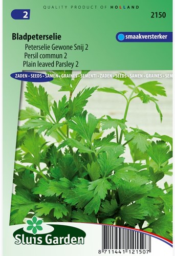 Persil commun 2 - Petroselinum hortense-2