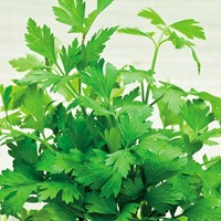Persil commun 2 - Petroselinum hortense