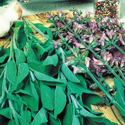 Sauge officinale, Fanni EKO