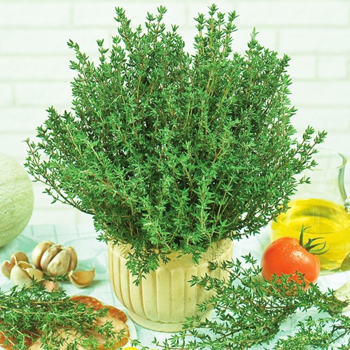 Thym d´été - Thymus vulgaris