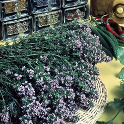Thym d´hiver BIO - Thymus vulg.