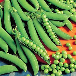 Pois nains ronds Petit Provençal