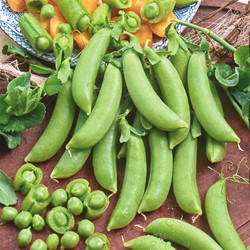 Pois mangetout Sugar Snap Delikett