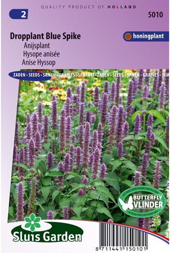 Dropplant Blue Spike - Agastache-2