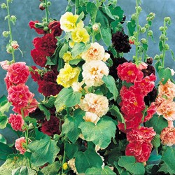 Rose Trémière annuelle, Double Choice Mix