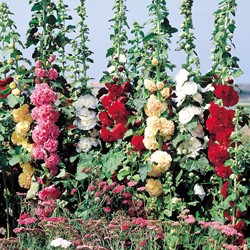 Rose Trémière double Chater's Mix - Alcea rosea