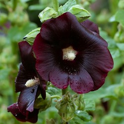 Rose Trémière simple noir Jet Black