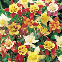 Ancolie à fleur géante McKana Giant Hybrids - Aquilegia