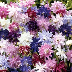 Ancolie des Jardins Granny's Bonnets mix