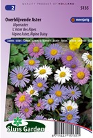 Aster vivace, L'Aster des Alpes-2