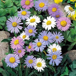 Aster vivace, L'Aster des Alpes