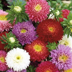 Reine Marguerite Princess Mix