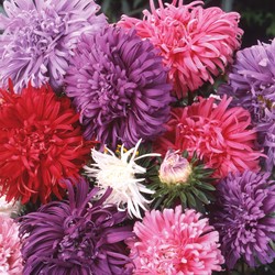 Aster Amerikaanse Struik Mix (Zomeraster)