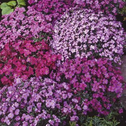Aubrièti Mix