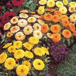Souci double de Jardins Fiesta Gitana - Calendula