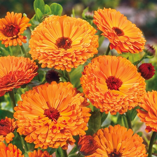Souci double de Jardins Ball's Orange - Calendula