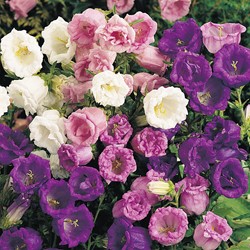 Campanule à grosses fleurs doubles Mix - Campanula mix