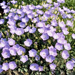 Campanule des monts Carpathes Bleu
