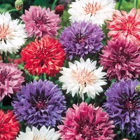 Korenbloem dubbelbloemig gemengd