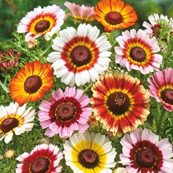 Chrysanthème à carène Rainbow Mix