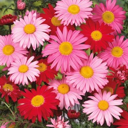 Chrysanthème rose, Pyrèthre Robinson's Giants Mix