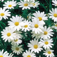 Chrysanthème des prés à grande fleurs Alaska