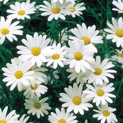 Chrysanthème des prés à grande fleurs Alaska