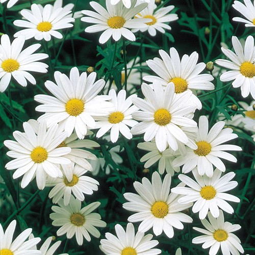 Chrysanthème des prés à grande fleurs Alaska