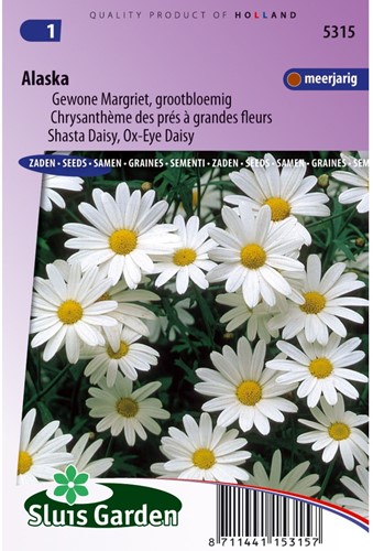 Chrysanthème des prés à grande fleurs Alaska-2