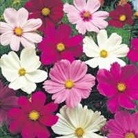 Cosmos Sensation Mix