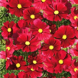 Cosmos bipinné à grandes fleurs Rubenza (Fleuroselect Novelty)