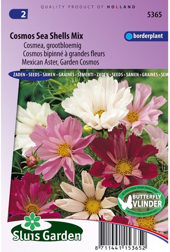 Cosmos bipinné à grandes fleurs Sea Shells Mix-2