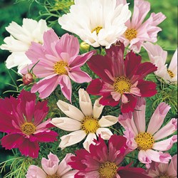 Cosmos bipinné à grandes fleurs Sea Shells Mix