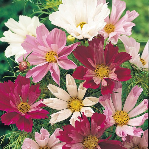 Cosmos bipinné à grandes fleurs Sea Shells Mix