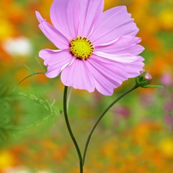Cosmos Sensation Pinkie - Cosmos bipinnatus