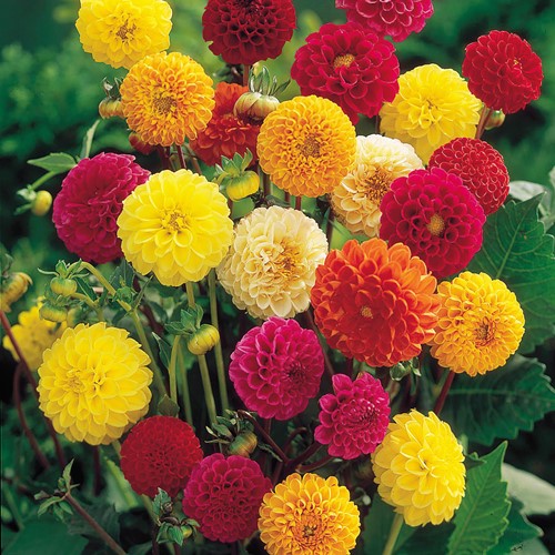 Dahlia de Jardins à petites fleurs doubles Pompon Mix