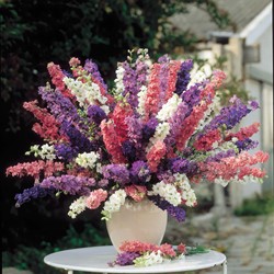Pied d'Alouette des blés à fleurs doubles Imperial Mixed