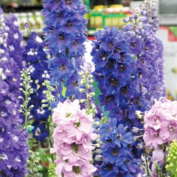Pied-d'Alouette vivace des jardins Round Table Series mix