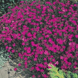 Oeillet deltoïde (couché) Lindoya - Dianthus